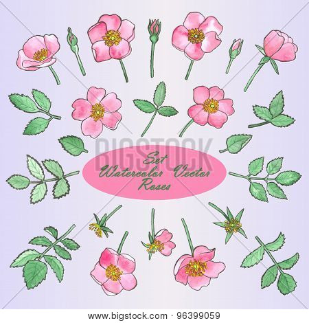 Set with Hand Drawn Watercolor Roses and leaves