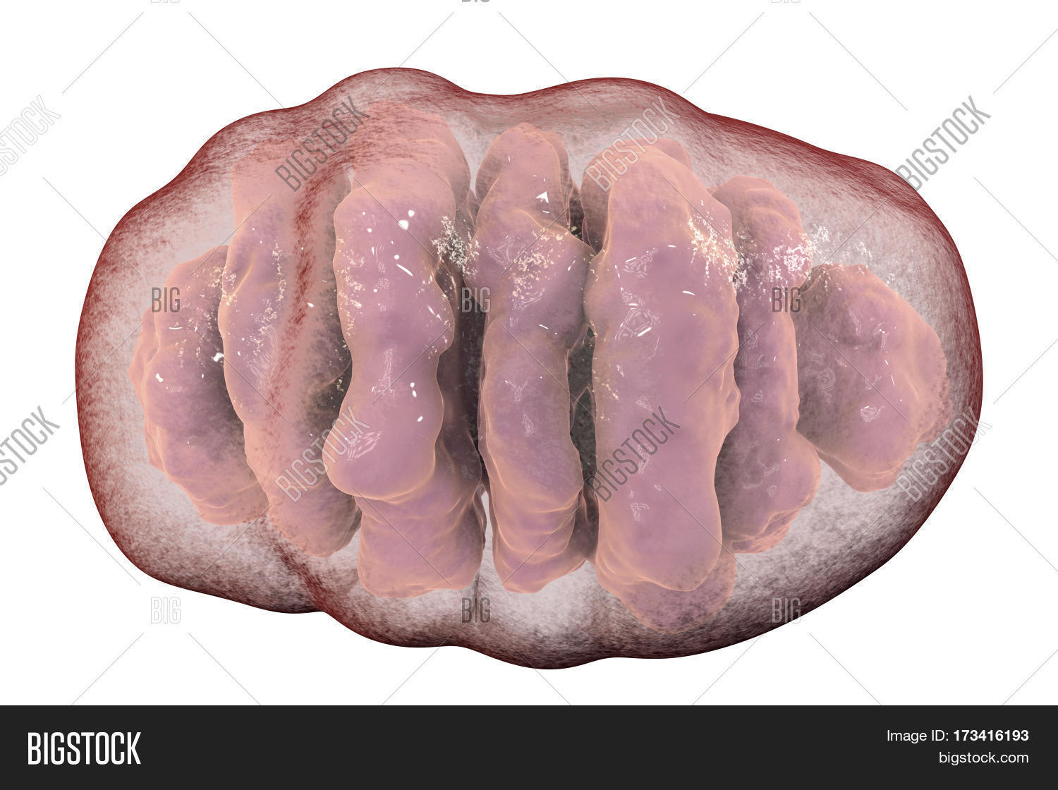 Mitochondrion Isolated Image & Photo (Free Trial) | Bigstock