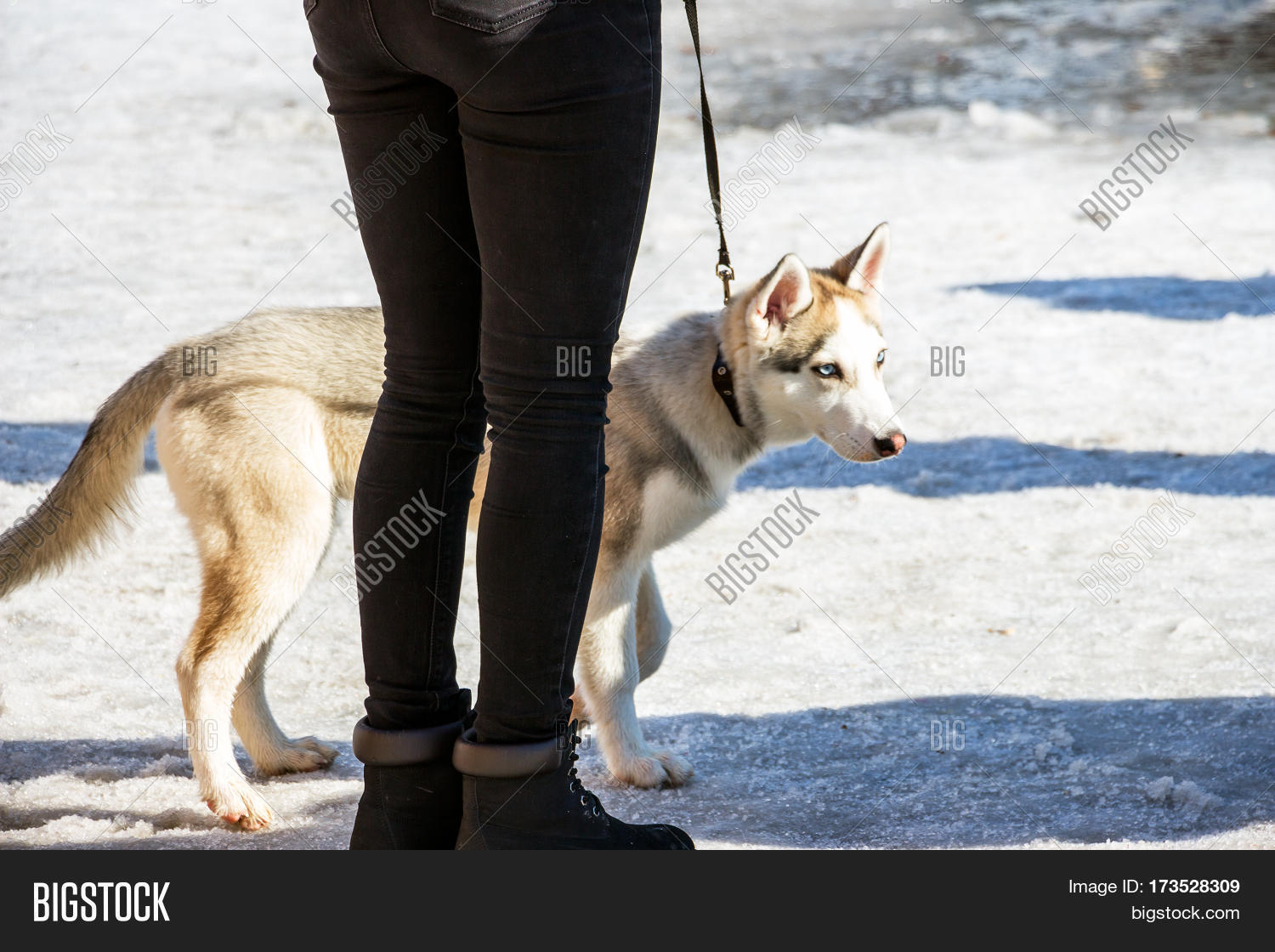 Husky Puppy On Leash Image & Photo (Free Trial) Bigstock