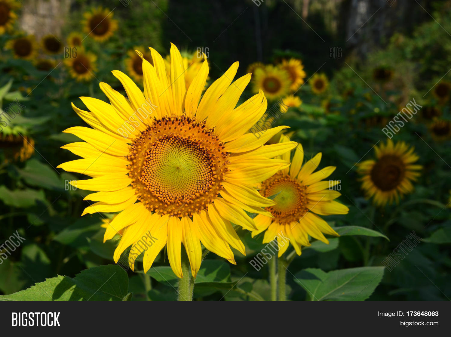 Sunflowers Valley, Ban Image & Photo (Free Trial) Bigstock