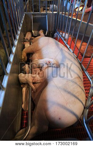 Sow in farrowing crate with newborn nursing piglets