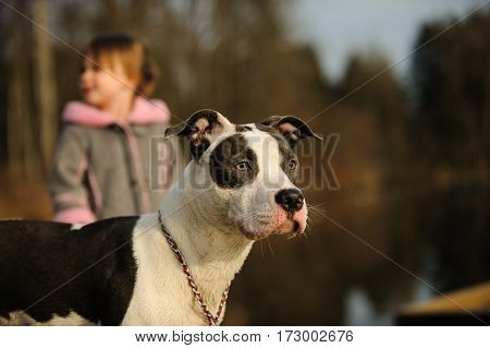 American Pit Bull Terrier puppy with girl in background