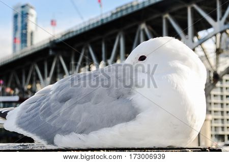 Resting Seagull under the bridge at Grandville Island Vancouver, BC Canada