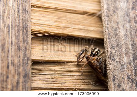 Jumping Spider(Salticidae) Spider in Thailand on wood bamboo.