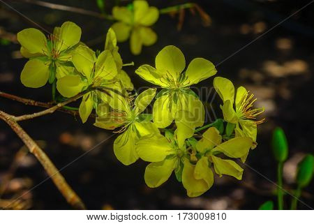 Ochna Integerrima Flowers At Spring Time