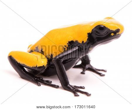 Adelphobates galactonotus, yellow splash backed or splashback poison dart frog. A poisonous rain forest animal from the Amazon rainforest in Brazil. Isolated on a white background.