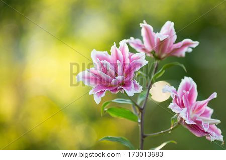 Lily. Bright summer flowers in the lush garden. Spring card for Mother's Day, March 8, International Women's Day.