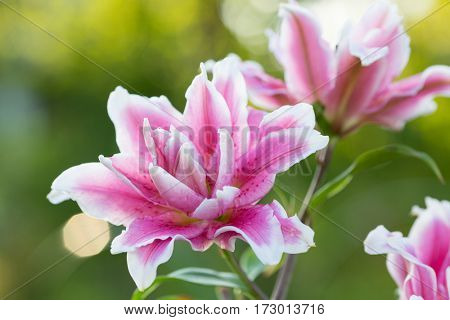 Lily. Bright summer flowers in the lush garden. Spring card for Mother's Day, March 8, International Women's Day.