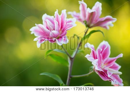 Lily. Bright summer flowers in the lush garden. Spring card for Mother's Day, March 8, International Women's Day.