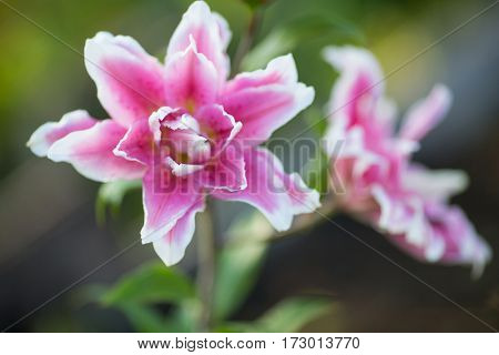 Lily. Bright summer flowers in the lush garden. Spring card for Mother's Day, March 8, International Women's Day.