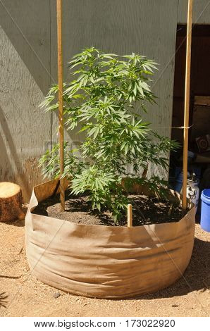 illegal cannabis grow in California
