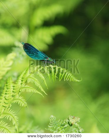 Mayfly