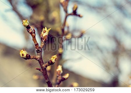 The first spring gentle leaves buds and branches young branches with leaves and buds First sprout on tree branch. Nature awakening in spring