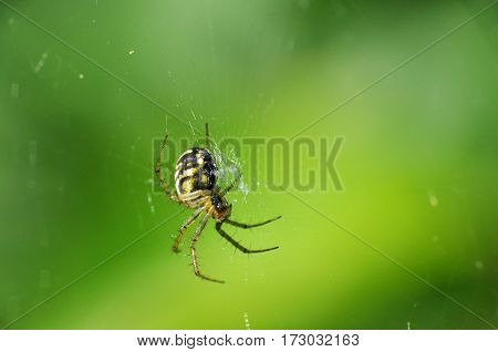 Spider in his web wait for a victim