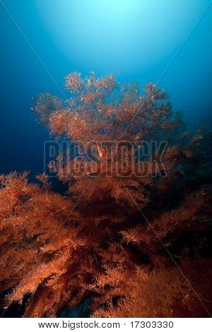 Elágazó fekete korall és A Longnose Hawkfish, a Vörös-tengeren.