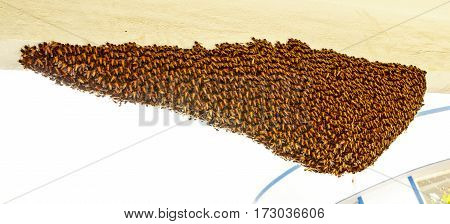 Closeup of newly built rock honeybee nest captured on Feb 23th, 2017 at Bangalore, Karnataka, India