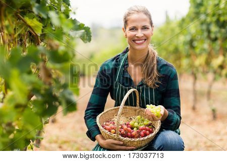 Happy female vintner holding a basket of grapes in the vineyard