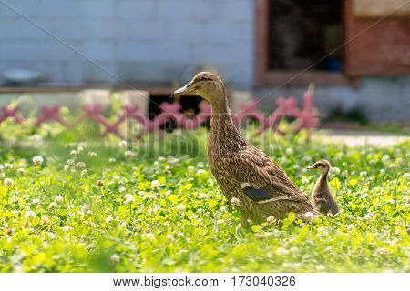 wild duck with the duckling in the grass