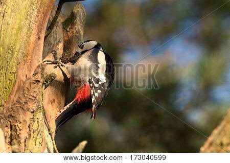 Great spotted woodpecker in a tree - Dendrocopos major