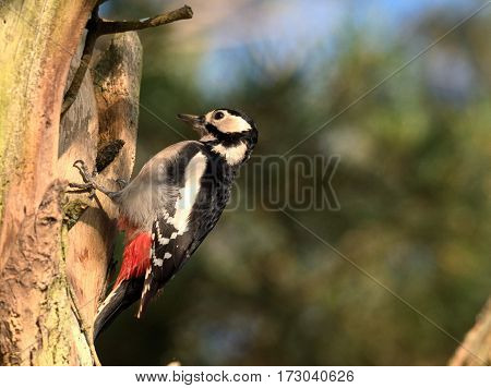 Great spotted woodpecker in a tree - Dendrocopos major