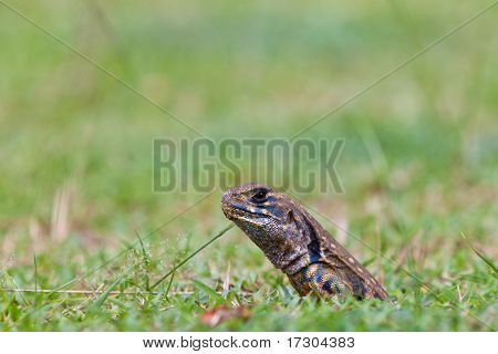 Hagedis Reptile In zijn gat