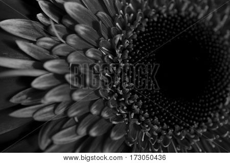Beautiful black and white gerbera close up