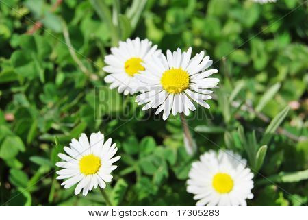 Daisy