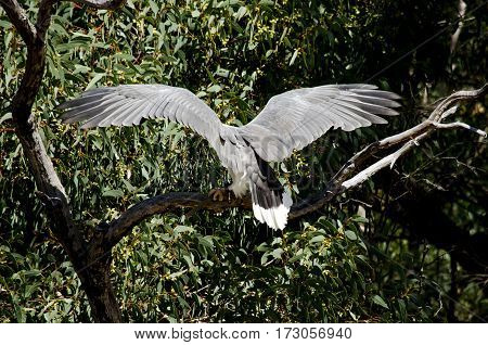this is the back of a sea eagle look at its wing span