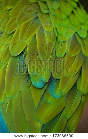 Green military macaw (Ara militaris). Plumage texture.