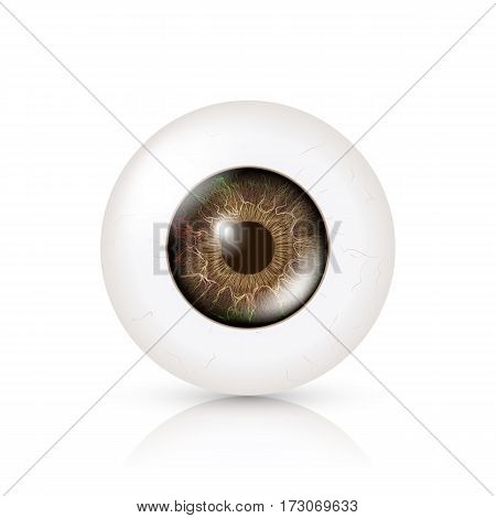 Photo Realistic Eyeball. Human Retina. Vector Illustration Of 3d Human Glossy Eye With Shadow And Reflection. Front View. Isolated On White Background.