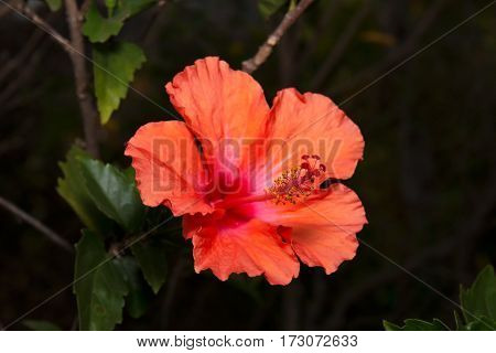 Red Orange Hibiscus with Green Leaves Isolated on Background