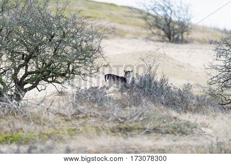 Fallow deer calf standing behind bushes. National park Amsterdamse Waterleidingduinen.