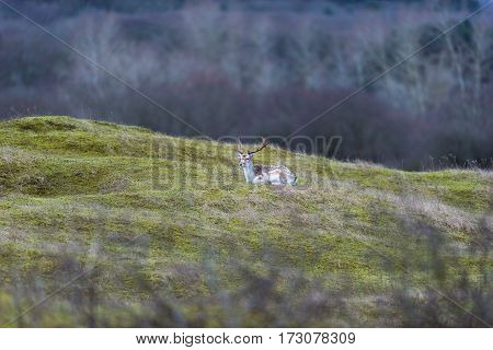 Deer stag lying down on grass. National park Amsterdamse Waterleidingduinen.