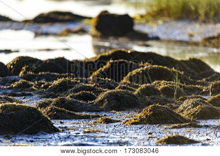 Seaweed on rocks along beach at low tide