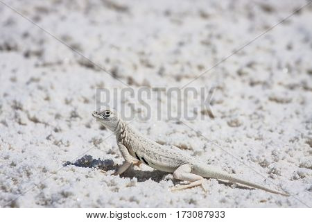 Bleached Earless Lizard