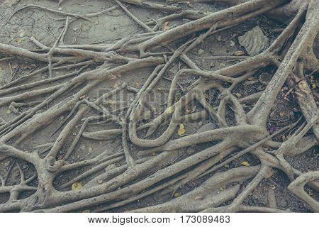 Banyan Tree Root And Dry Leaf On Ground