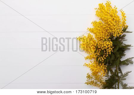 Branch Of Spring Mimosa