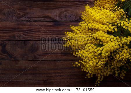 Branch Of Spring Mimosa