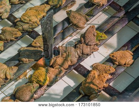 East Asian Bullfrog Tadpole In Pond