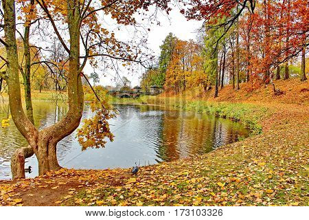 Beautiful romantic alley in a park with colorful trees and sunlight. autumn natural background Gatchina