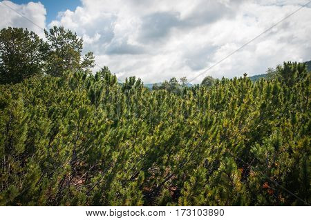 Cedar,  Lake Baikal, Russia