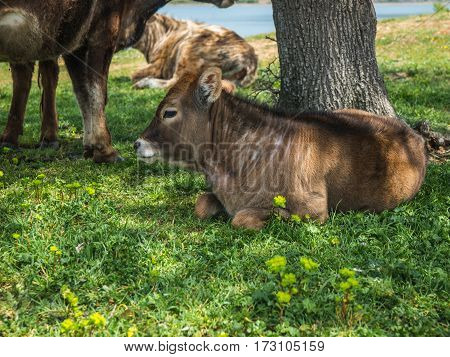 Cows On Island Of St. Ahileos At Lake Prespa, Greece