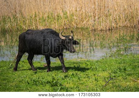 Cows On Island Of St. Ahileos At Lake Prespa, Greece
