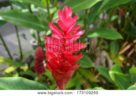 Red Fower Fresh Dew Green Tropical Exotic
