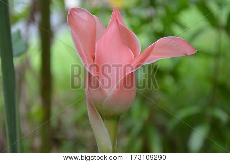 Pink Flower Ginger Torch Tropical Exotic Environment