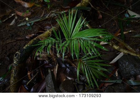 Palm Tree Little Young Fresh Dew Rain Tropical Exotic