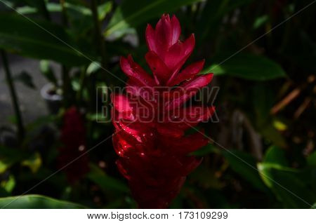 Red Flower Fresh Dew Rain Tropical Plant