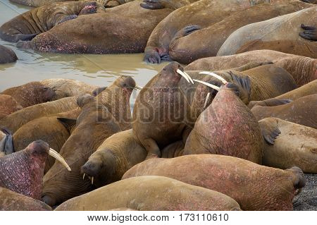 Life Atlantic walruses at haul out sites is (at most) of sleep and small conflicts with neighbors. Only males here. Tusks have function of marriage handicap
