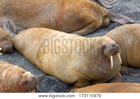 Life Atlantic walruses at haul out sites is (at most) of sleep and small conflicts with neighbors. Only males here. Tusks have function of marriage handicap