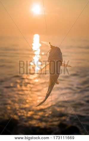 Fishing in India 2. Parvati fish caught in surf among the rocks. Kerala and Goa.
